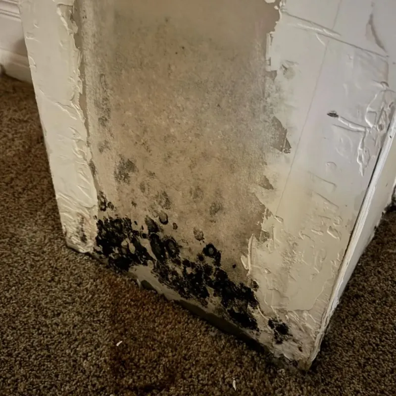 Professional Mold Removal in Bloomfield, IN